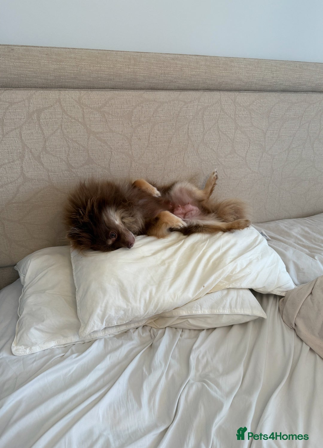 Pomeranian dogs for sale: Spayed Chocolate and tan girl 🤎🧡💖 - Image 11