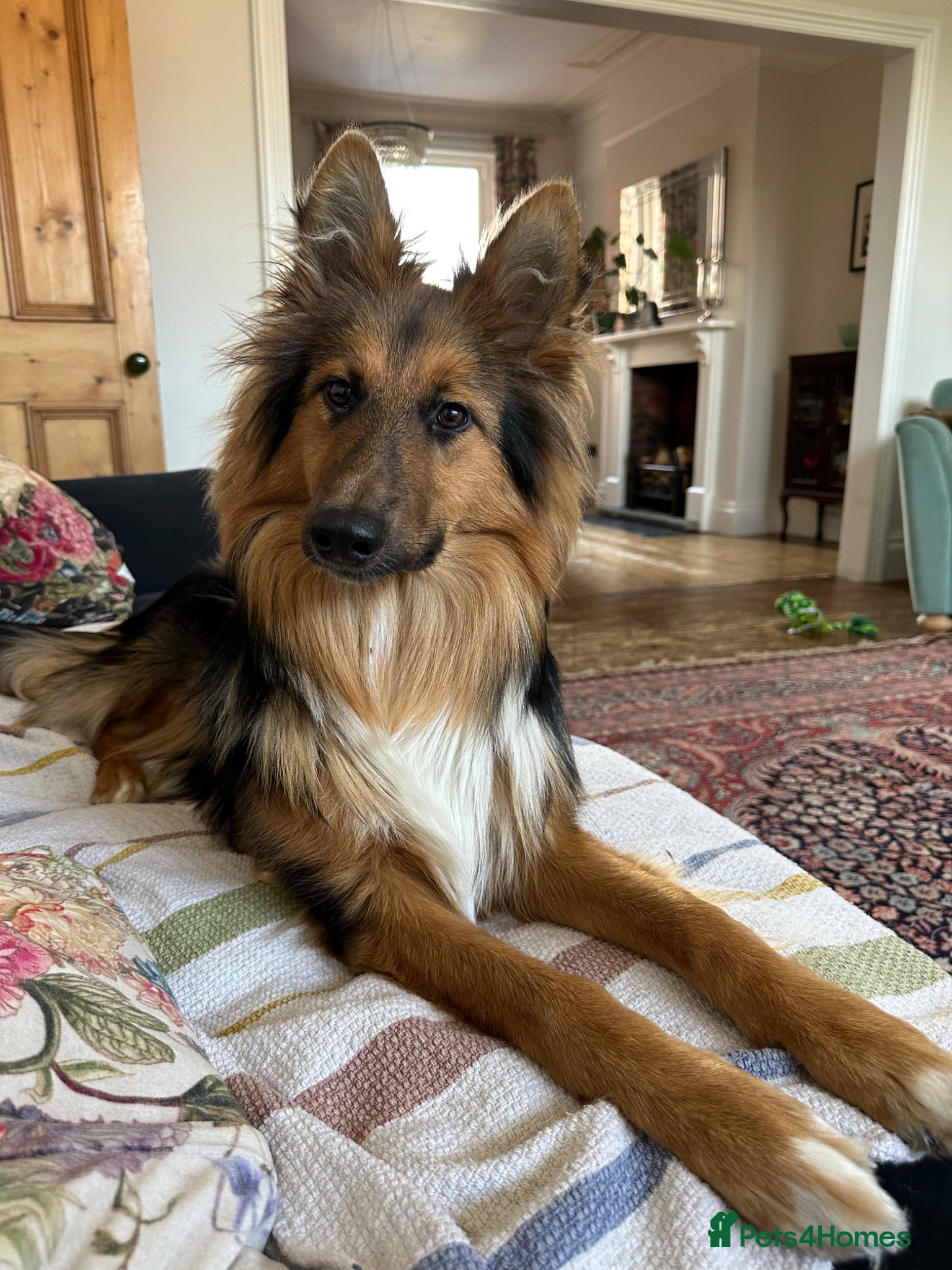 Mixed Breed dogs Nala (gsd/rough collie mix) - Advert 2