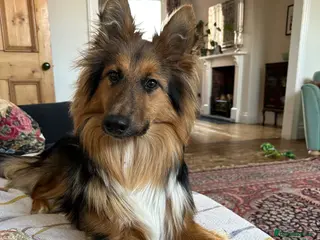 Mixed Breed dogs Nala (gsd/rough collie mix) - Advert 2