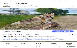 Mixed Breed dogs for sale: Czech Wolfdog × Akita/Malamute Puppies - Image 7