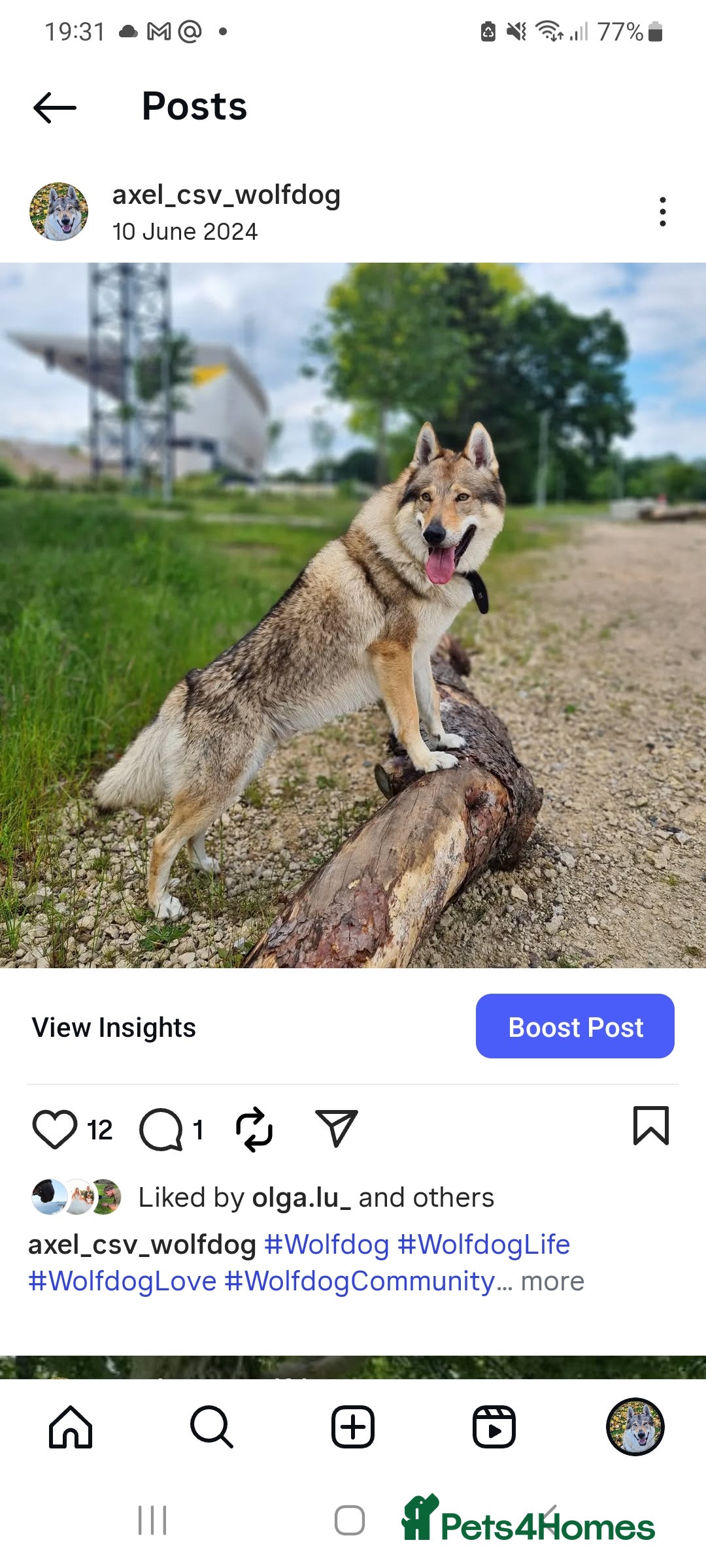 Mixed Breed dogs for sale: Czech Wolfdog × Akita/Malamute Puppies - Image 7