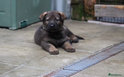 German Shepherd dogs for sale: TOP Quality German shepherd puppies  - Image 7