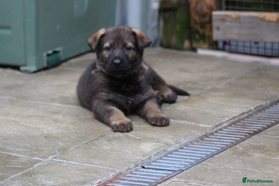 German Shepherd dogs for sale: TOP Quality German shepherd puppies  - Image 7