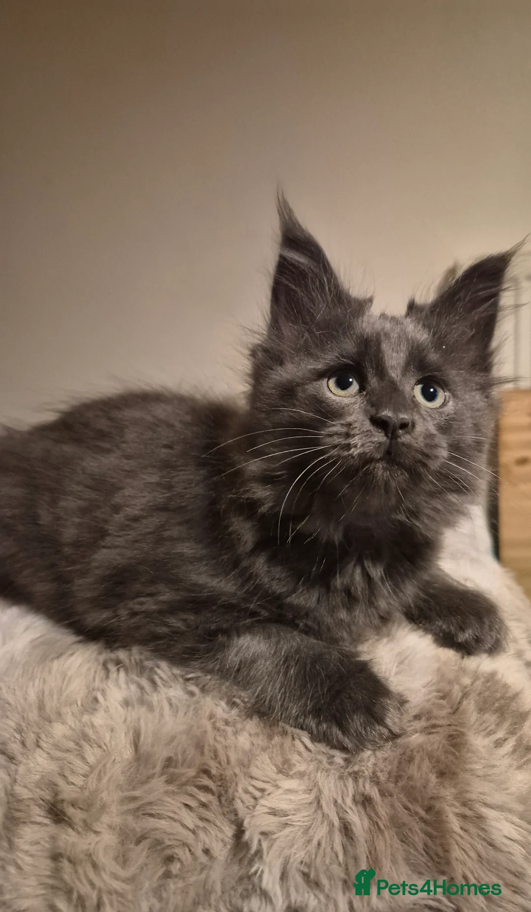Maine Coon cats for sale: Mainecoon kittens in Plymouth - Advert 4