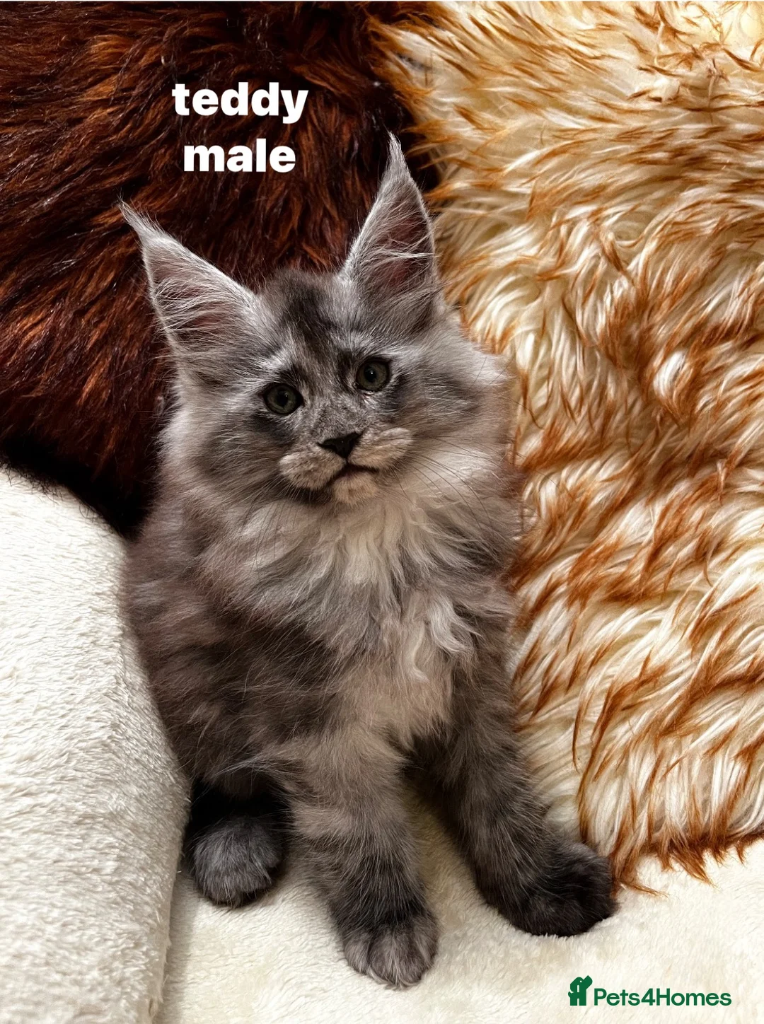 Maine Coon cats for sale: beautiful kittens for sale😍 - Advert 3