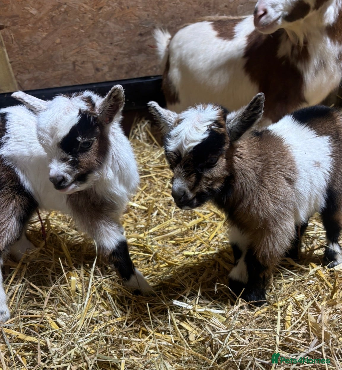 Goats livestock Gorgeous Pygmy Goat Kids Wethers and Nannies  - Advert 4