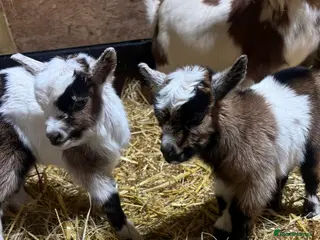 Goats livestock Gorgeous Pygmy Goat Kids Wethers and Nannies - Advert 4