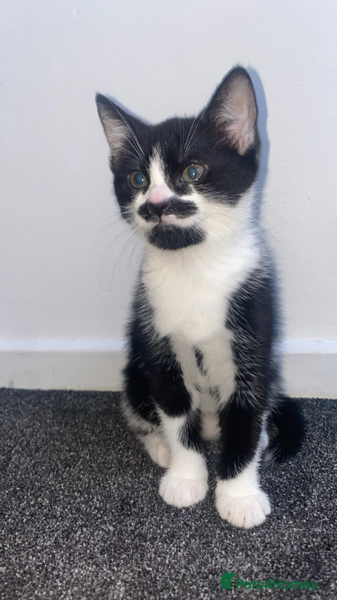 Domestic Shorthair cats for sale: Cute kitten with a moustache awaiting forever home - Advert 1
