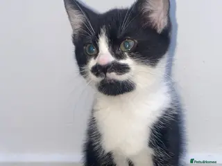Domestic Shorthair cats Cute kitten with a moustache awaiting forever home - Advert 2