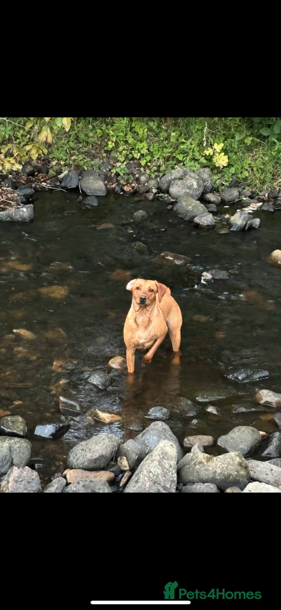 Mixed Breed dogs for sale: fox red Labrador X whippet puppies - Image 11