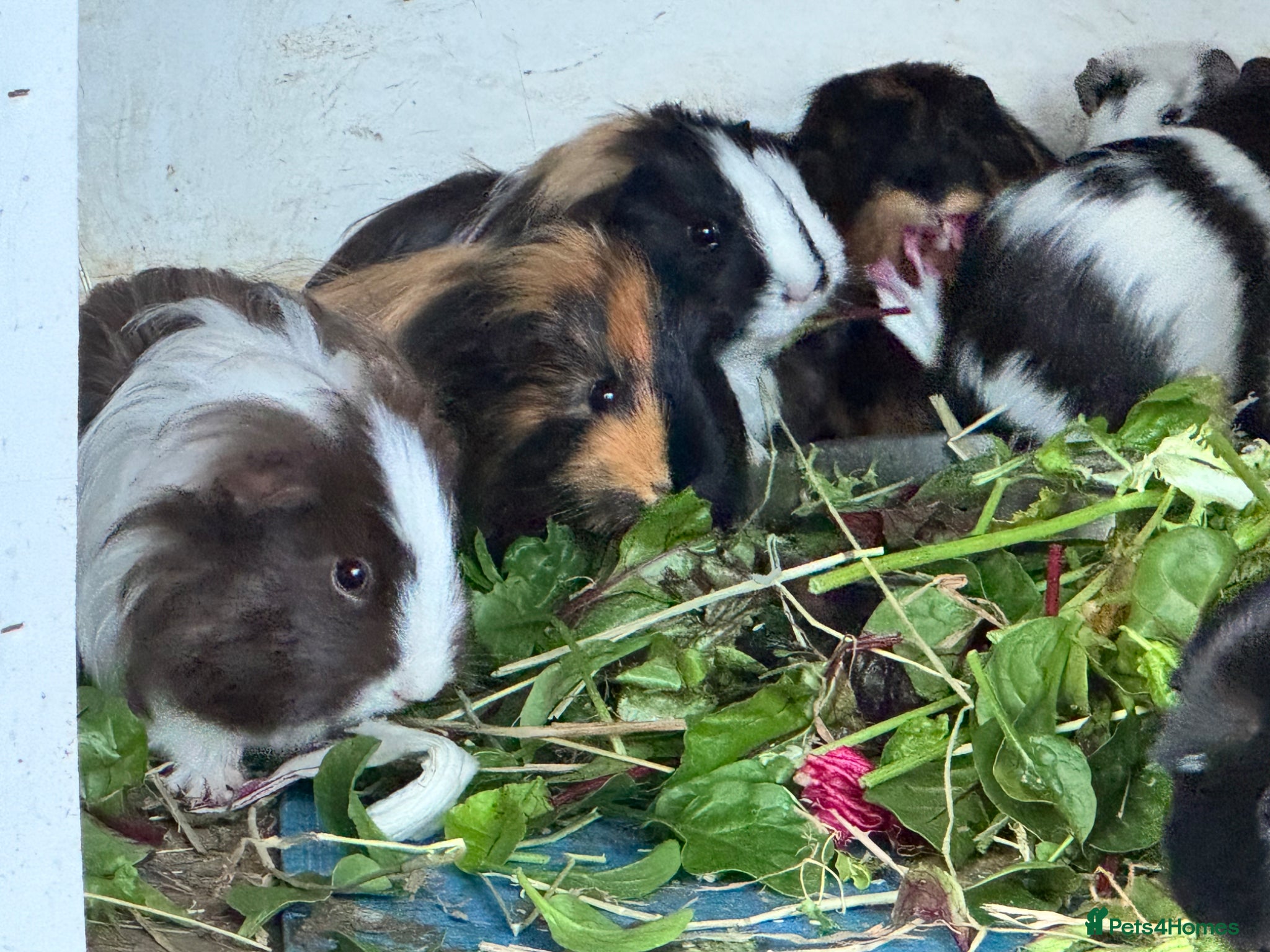 Guinea Pig rodents Guinea Pigs  - Advert 2