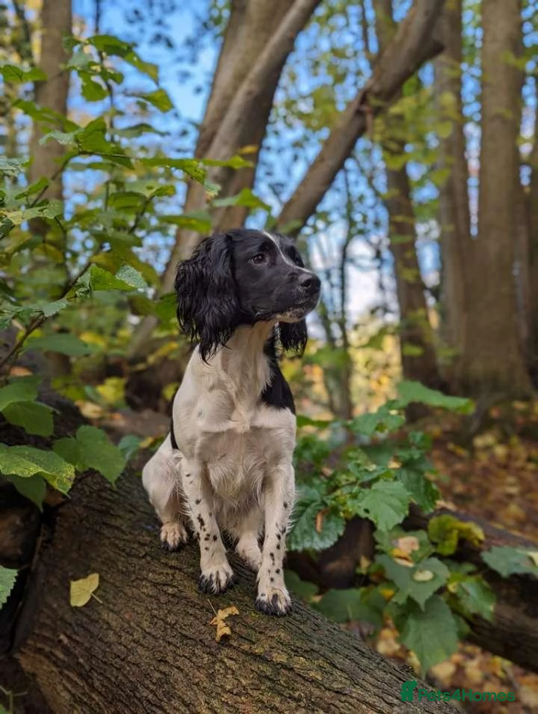 English Springer Spaniel dogs for sale: Springer Spaniel Puppies  - Advert 2