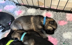 German Shepherd dogs for sale: KC Registered Working Line German Shepherd Puppies - Image 16