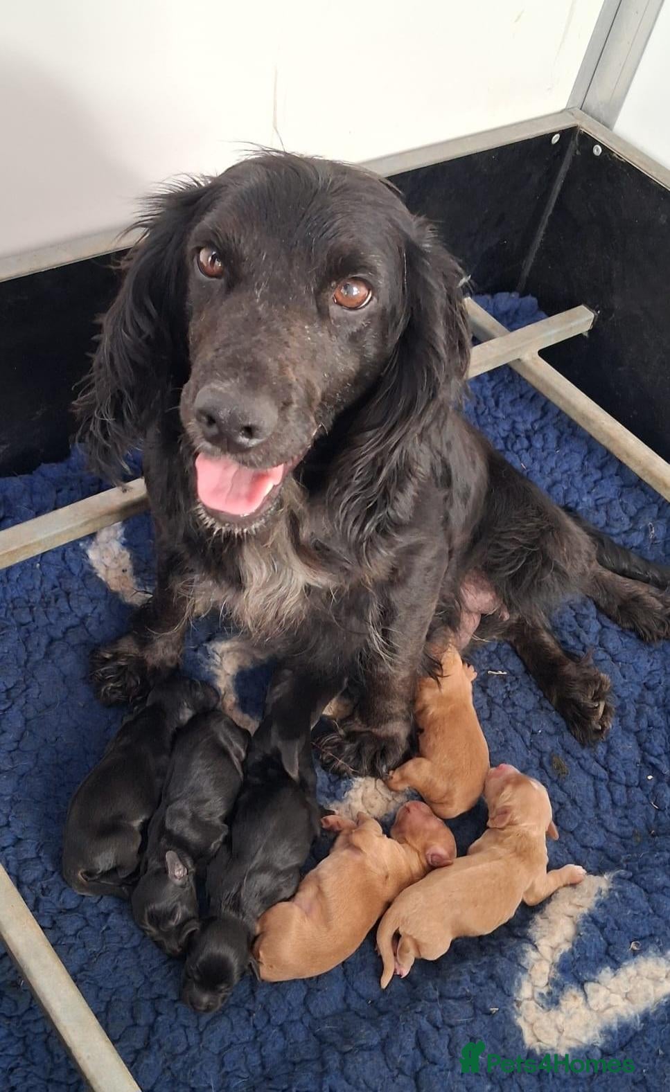 Cocker Spaniel dogs ***1 boy left***KC reg Working Cocker Puppies  - Advert 2