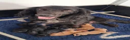 Cocker Spaniel dogs for sale: KC reg Working Cocker Puppies  - Advert 5