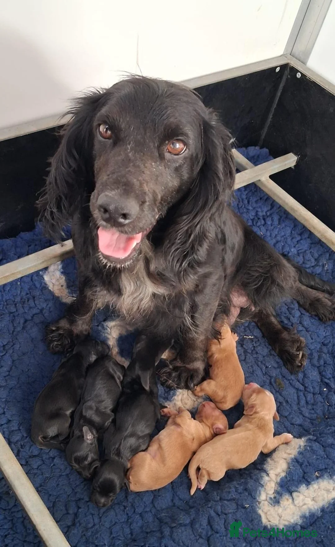Cocker Spaniel dogs for sale: KC reg Working Cocker Puppies  - Advert 5