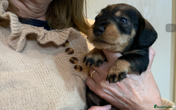 Dachshund dogs for sale: KC reg Standard Wire Haired Dachshunds - Image 4