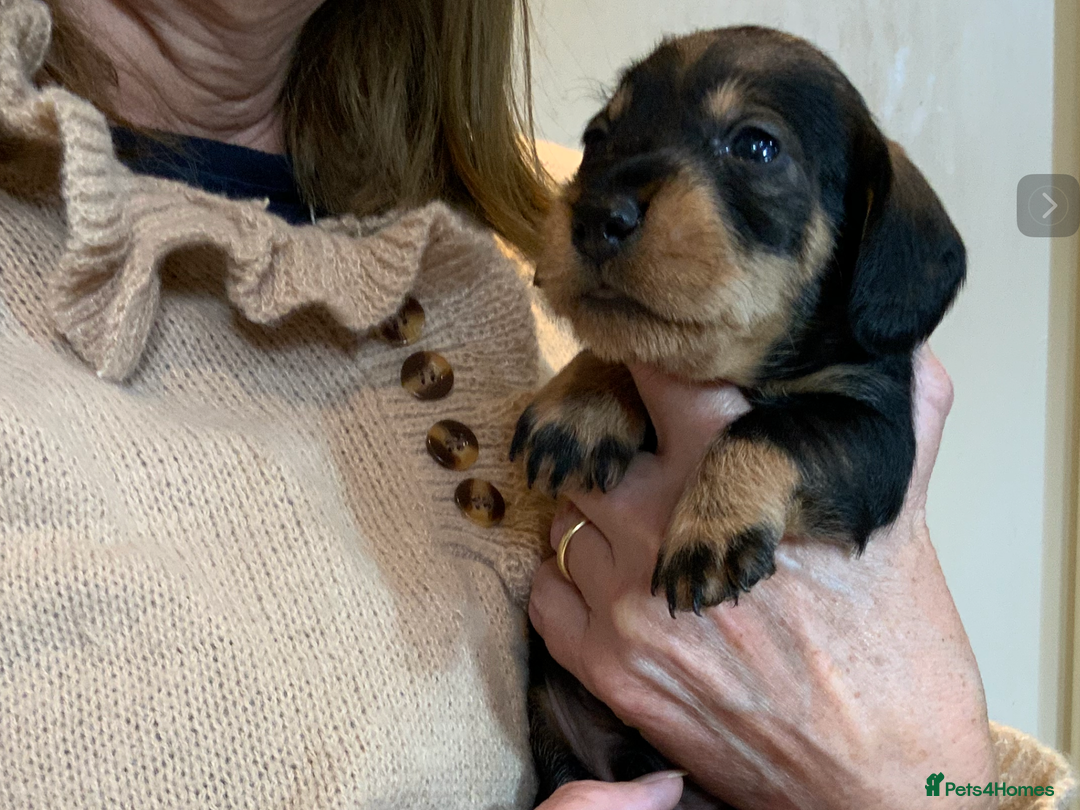 Dachshund dogs for sale: KC reg Standard Wire Haired Dachshunds - Image 4