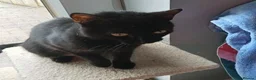 Mixed Breed cats for adoption: LENA. - Advert 3