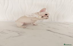French Bulldog dogs for sale: Stunning platinum and lilac fawn boys and girls - Image 26