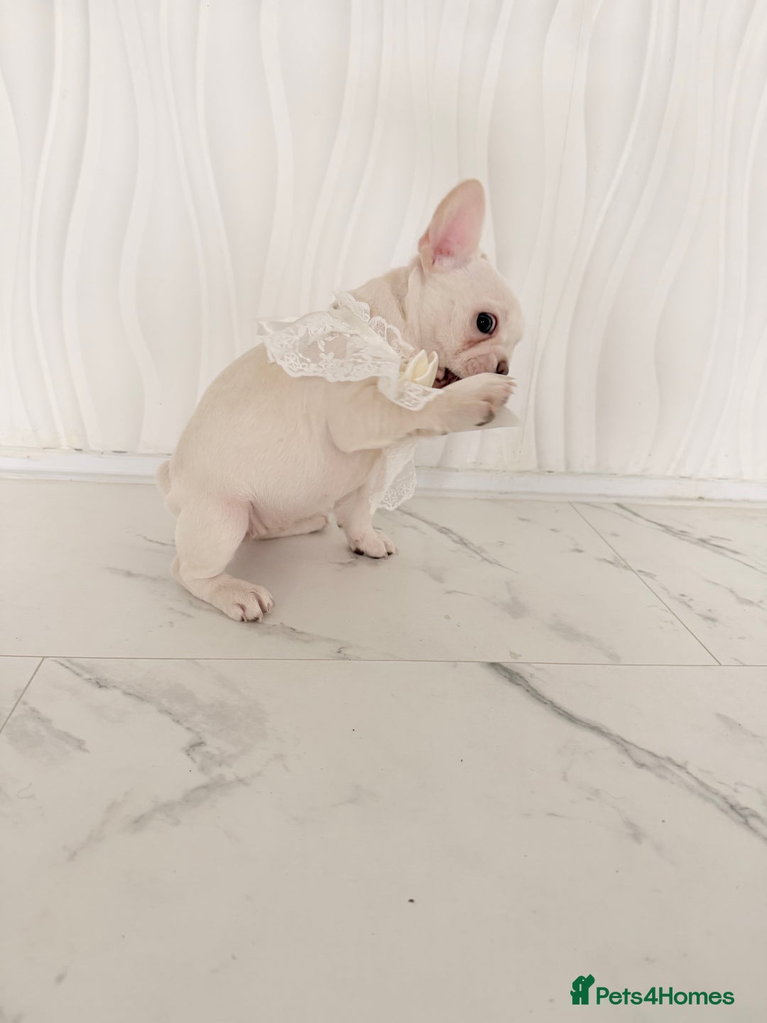 French Bulldog dogs for sale: Stunning platinum and lilac fawn boys and girls - Image 26