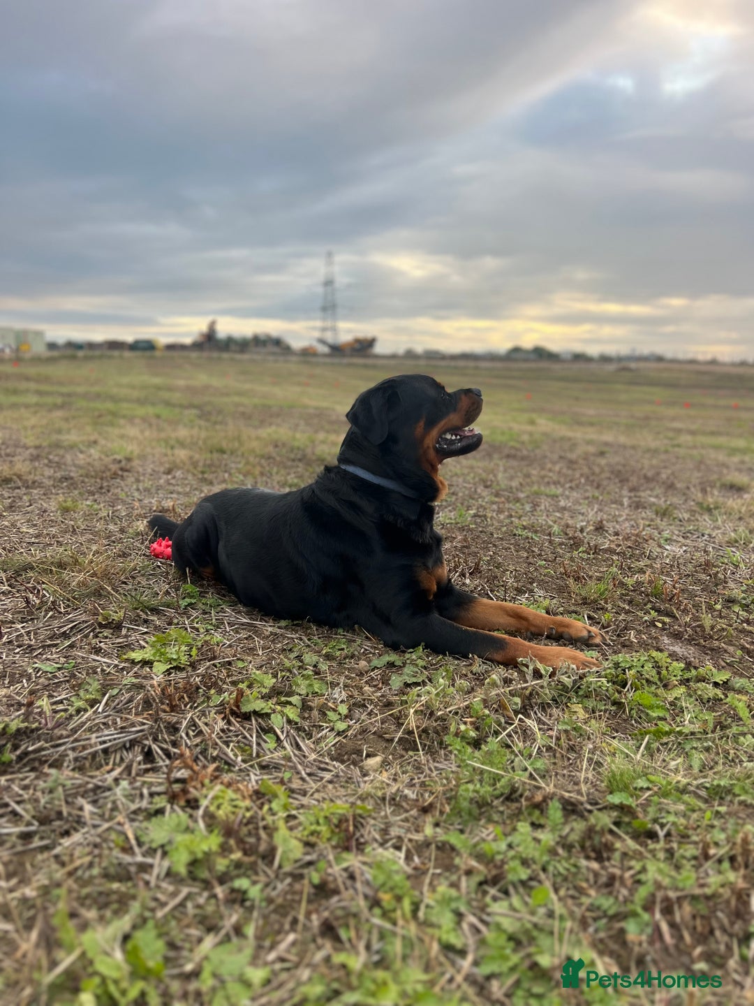 Rottweiler dogs for sale: Selling my Rottweiler  - Advert 5