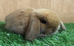 Mini Lop rabbits for sale: Beautiful friendly vaccinated Mini Lops - Image 1