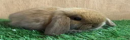 Mini Lop rabbits for sale: Beautiful friendly vaccinated Mini Lops - Advert 1