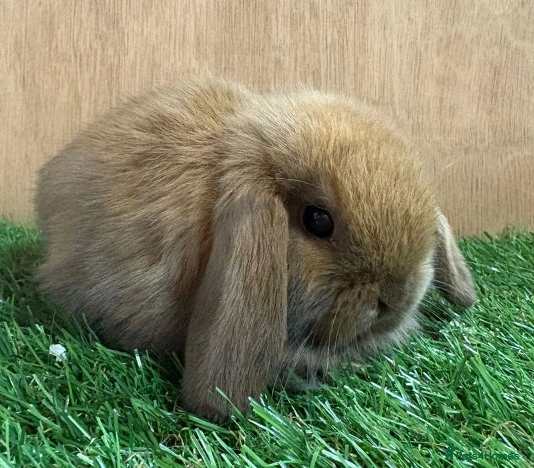 Mini Lop rabbits for sale: Beautiful friendly vaccinated Mini Lops - Advert 1