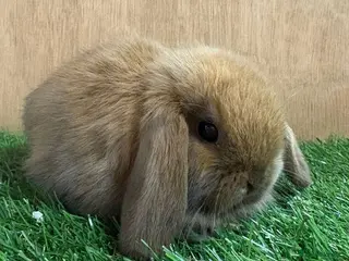 Mini Lop rabbits Beautiful friendly vaccinated Mini Lops - Advert 14