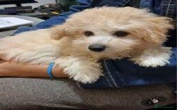 Mixed Breed dogs for sale: Poochon puppies for sale  - Image 7