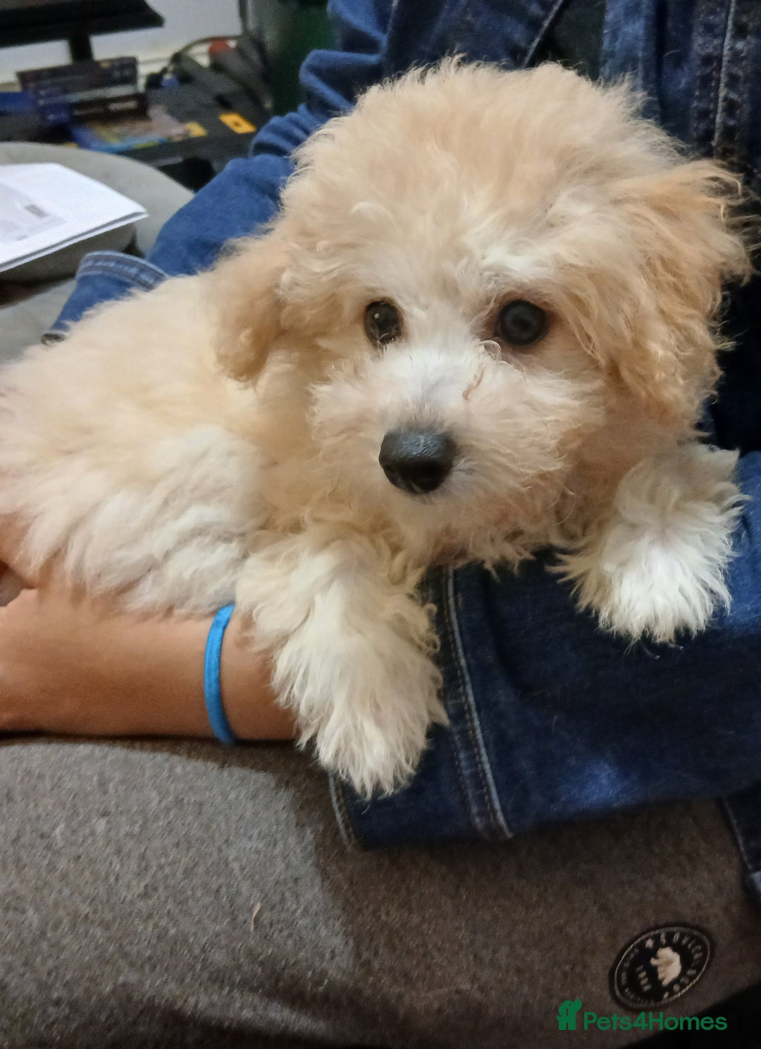 Mixed Breed dogs for sale: Poochon puppies for sale  - Image 7