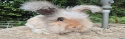 Angora rabbits for sale: 🌟STUNNING ANGORA BABIES- maxi full face 🌟 - Advert 3
