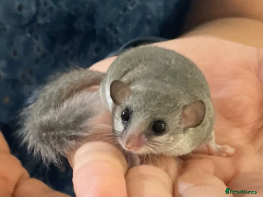 Mouse rodents for sale: Micro squirrels (African pigmy door mouse)  - Advert 2
