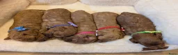 Cavapoo dogs for sale: Adorable F1 Cavapoo puppies.  - Advert 2