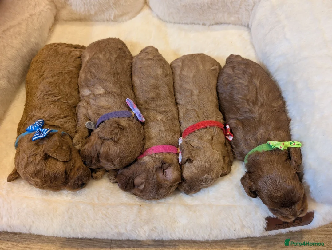 Cavapoo dogs for sale: Adorable F1 Cavapoo puppies.  - Advert 2