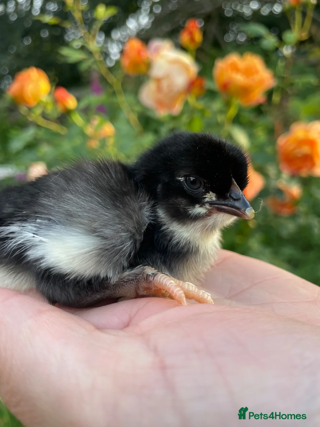Chickens poultry for sale: 🐣🤍Day old chicks 🤍🐣 lots of breeds  - Advert 2