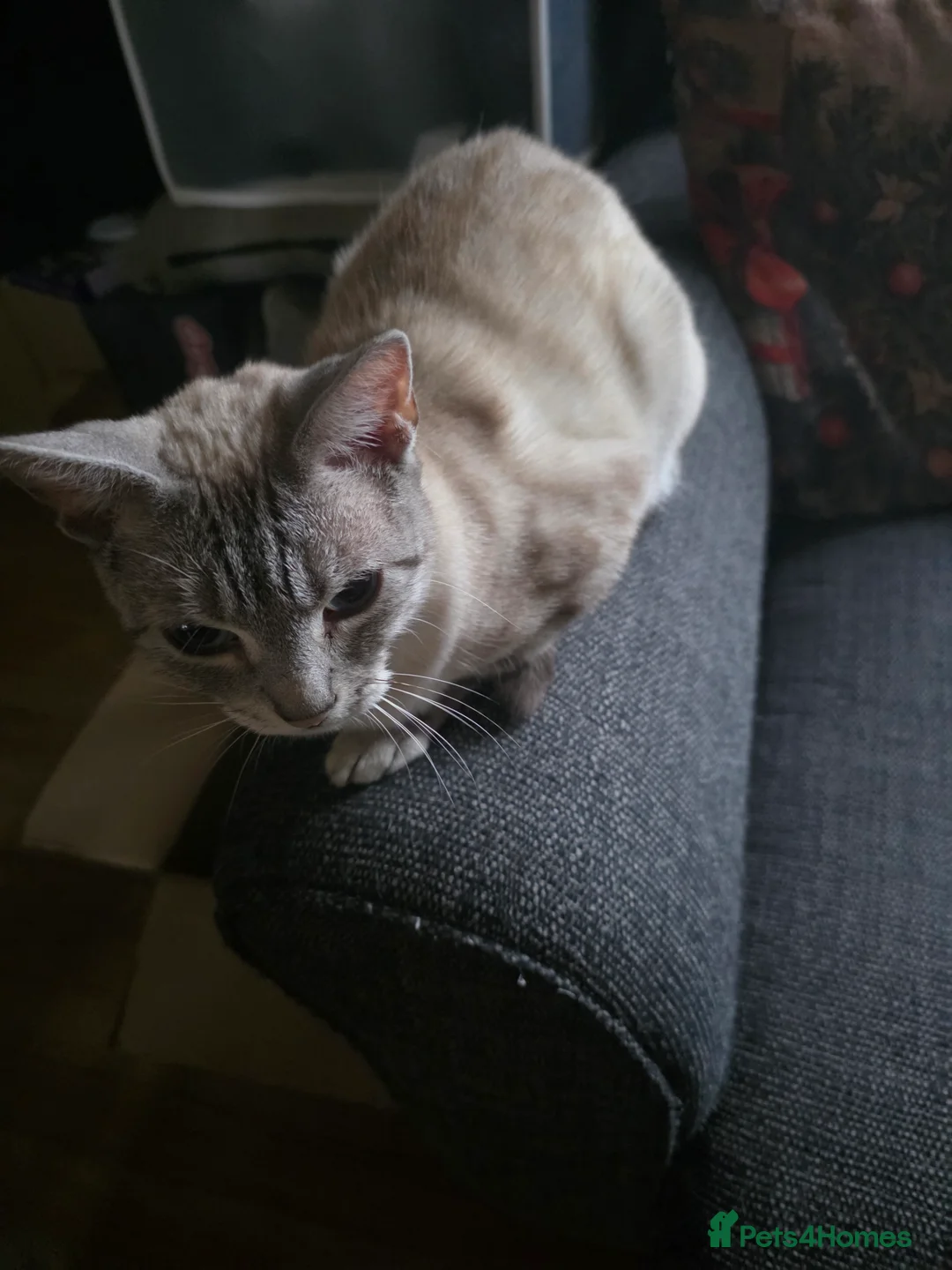 Mixed Breed cats for sale: Snow bengal x kittens ready now - Advert 6