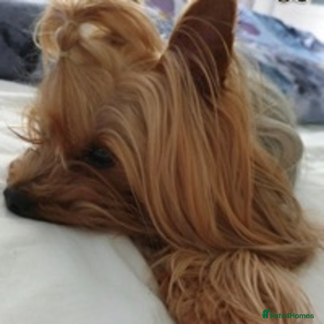 Yorkshire Terrier dogs for stud: Experienced STUD,KC REG Yorkshire Terrier  in Caterham - Advert 4