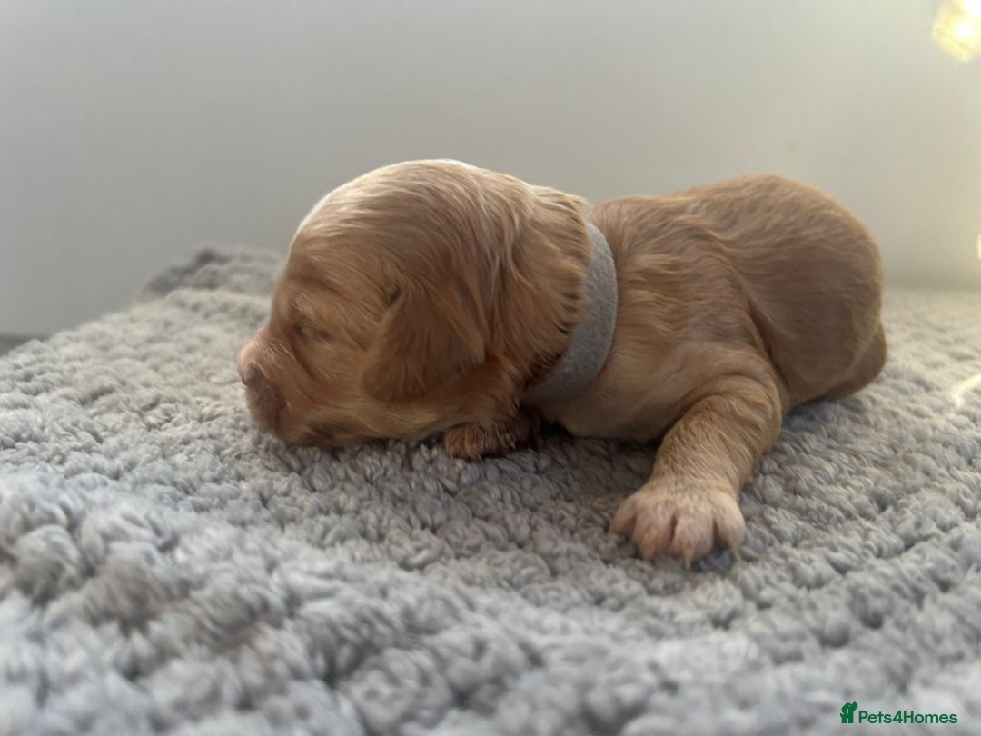 Mixed Breed dogs for sale: Apricot Cockapoo puppies ready to leave 6th march  - Advert 11