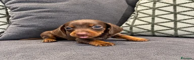Chocolate and Tan Boy