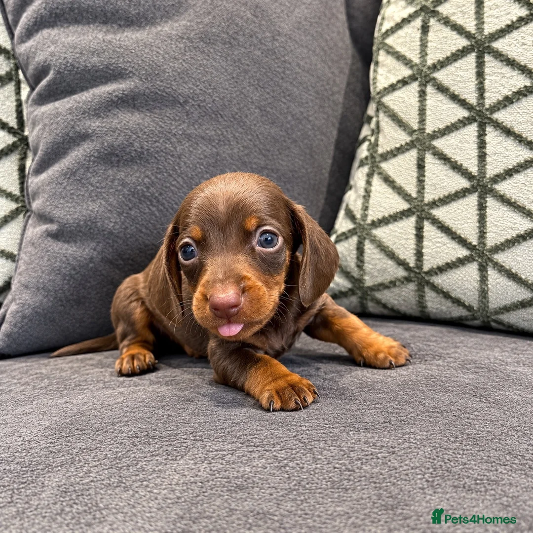 Miniature Dachshund dogs for sale: 🐾 KC Reg Mini Dachshund Pups Licensed Breeder 🐾  - Advert 12