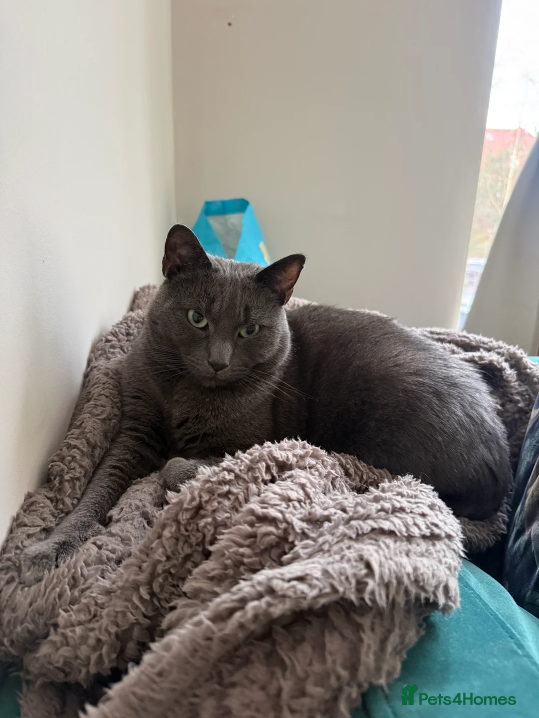 Mixed Breed cats for sale: Affectionate indoor cat looking for loving home - Advert 2