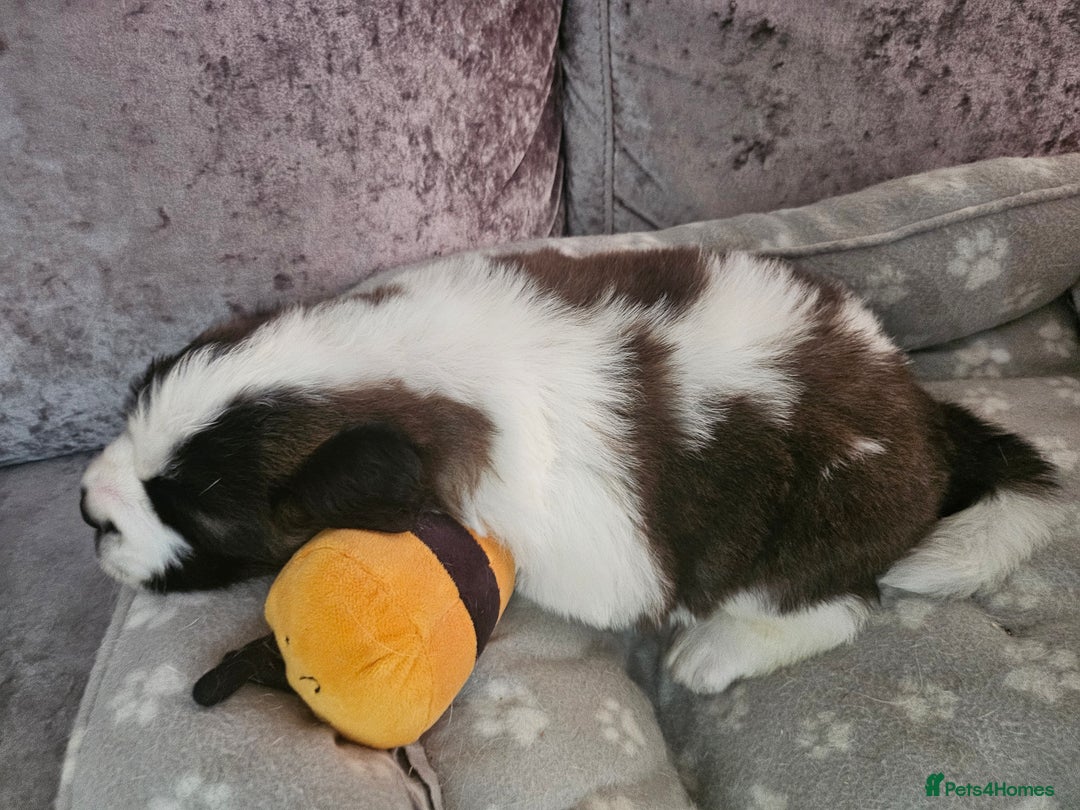 Saint Bernard dogs for sale: 🐾Saint Bernard Puppies🐾 - Image 8