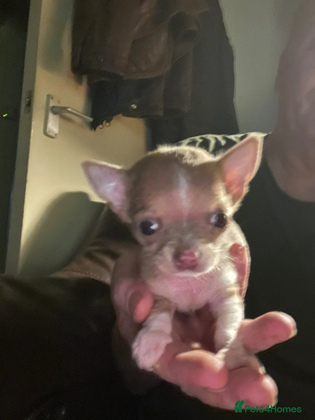 Chihuahua dogs for sale: Delighted to offer 2 micro mini chihuahuas boys  - Advert 1