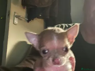 Chihuahua dogs Delighted to offer 2 micro mini chihuahuas boys - Advert 1