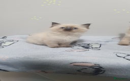 Ragdoll cats for sale: Ragdoll  Kittens  - Image 8
