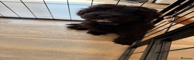 Australian Labradoodle 2