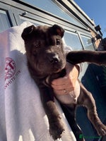 Shar Pei dogs 4 boys left!! BEAUTIFUL SHARPEI PUPS 🔥 - Advert 2