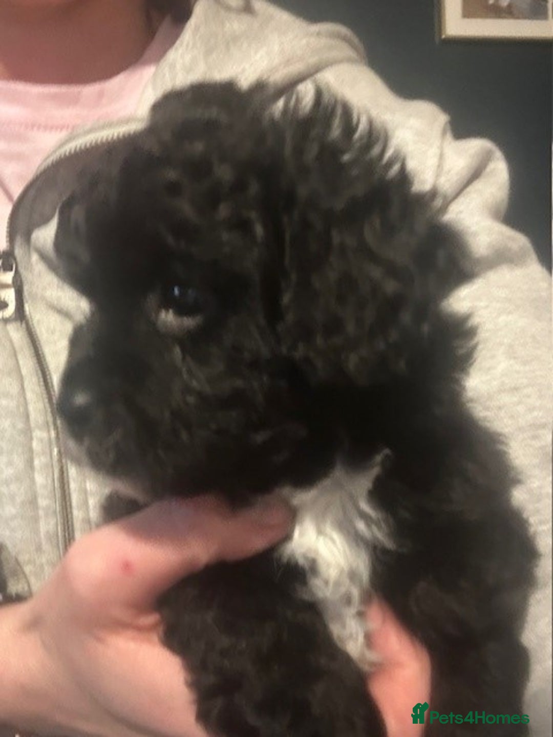 Cockapoo dogs for sale: 4 beautiful puppies - Image 2